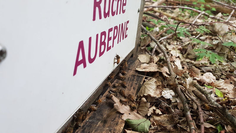 La ruche Aubépine