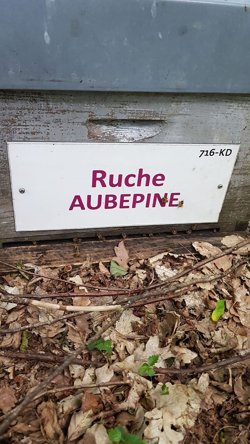 La ruche Aubépine