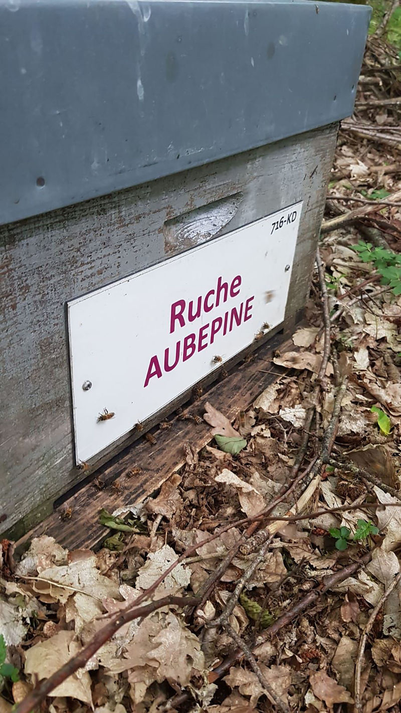 La ruche Aubépine