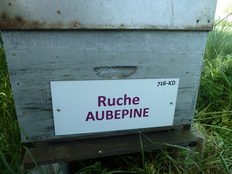 La ruche Aubépine