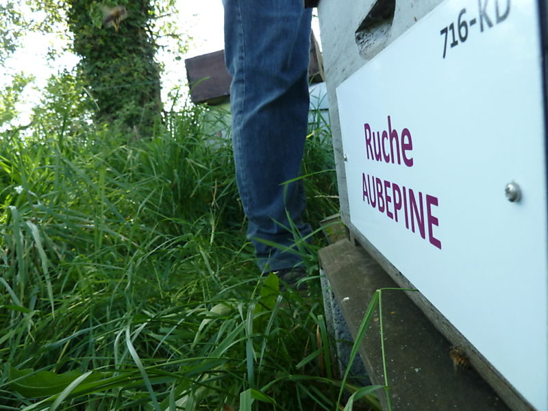 La ruche Aubépine