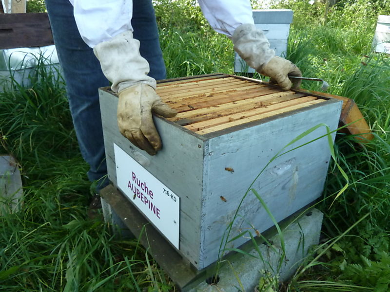 La ruche Aubépine