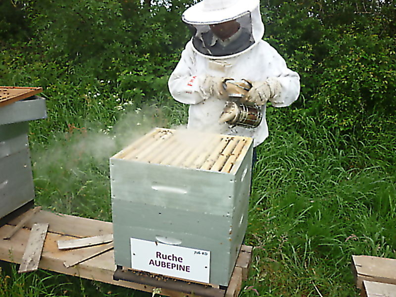 La ruche Aubépine