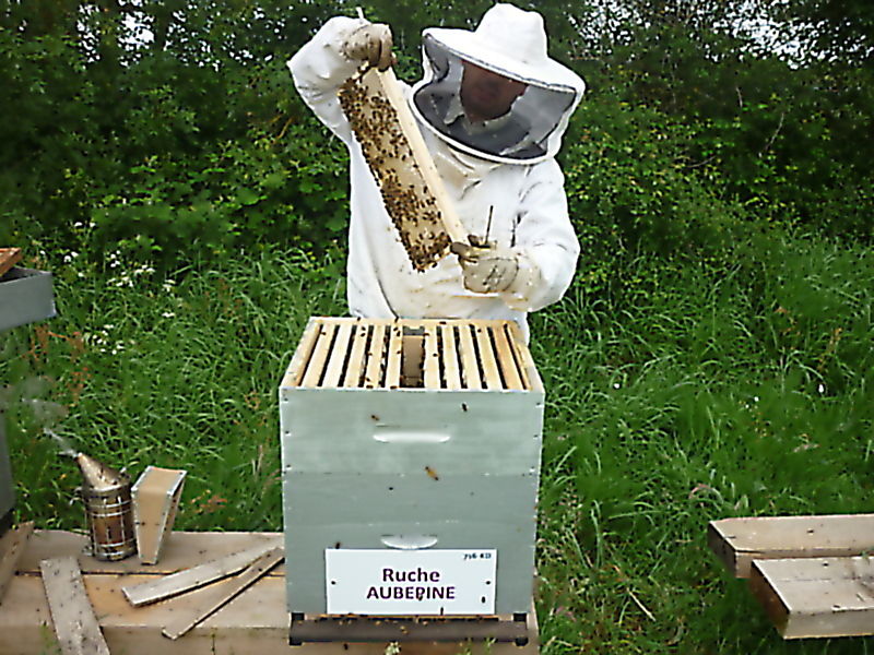 La ruche Aubépine