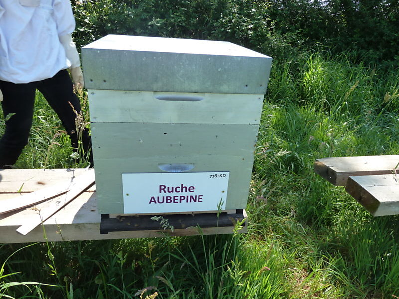 La ruche Aubépine