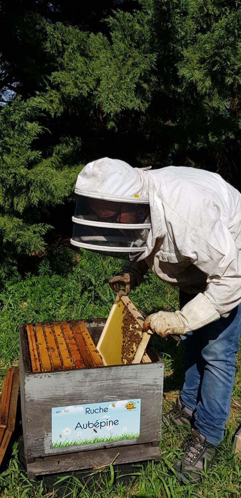 La ruche Aubépine