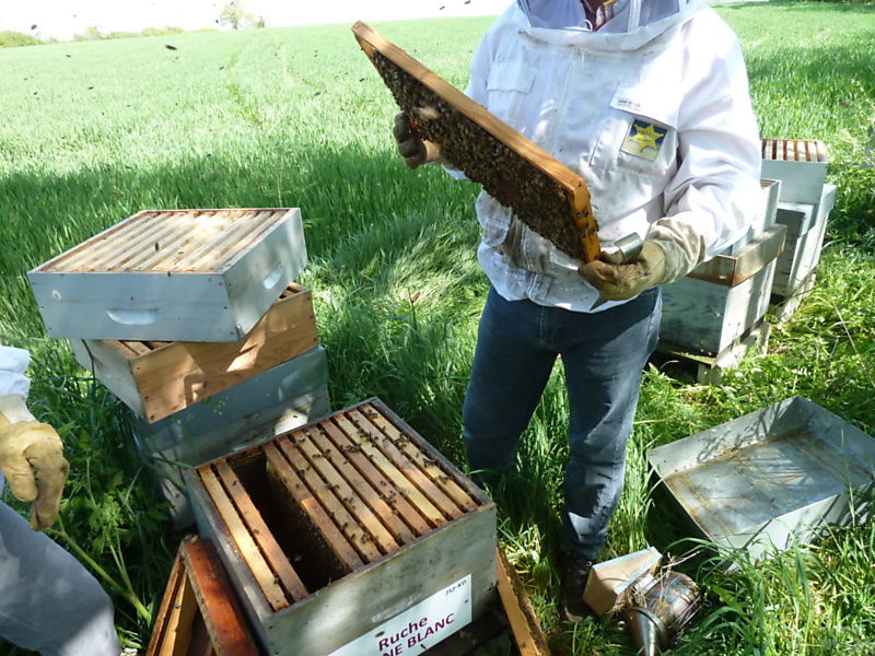 La ruche Aulne blanc