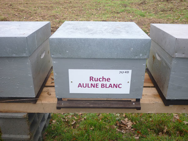 La ruche Aulne blanc