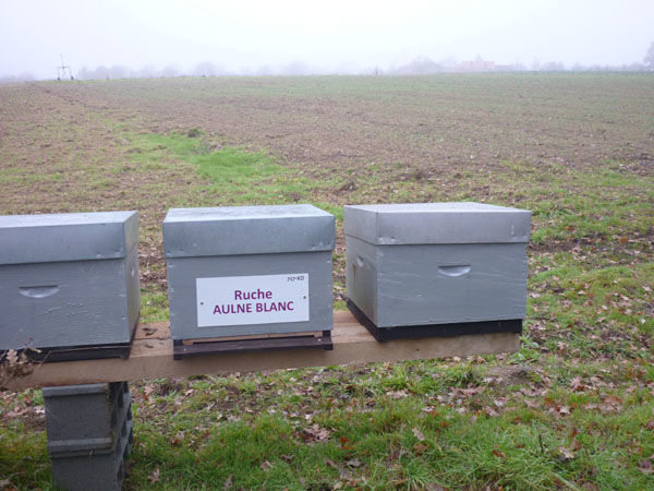 La ruche Aulne blanc