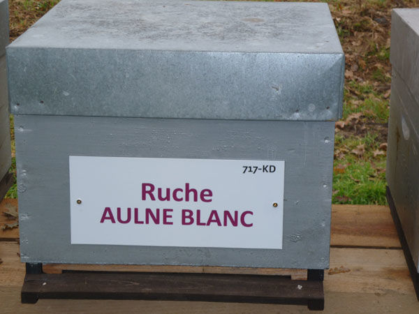 La ruche Aulne blanc