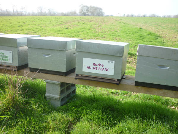 La ruche Aulne blanc
