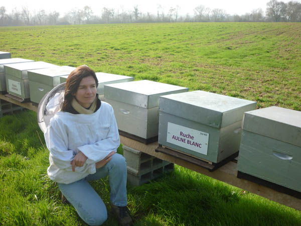 La ruche Aulne blanc