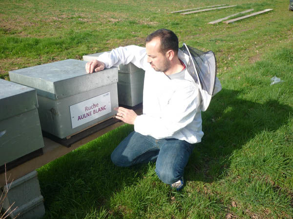 La ruche Aulne blanc