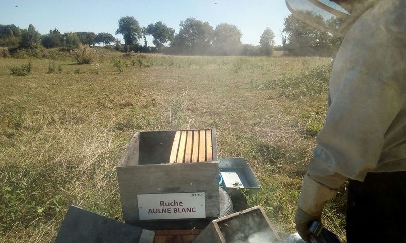 La ruche Aulne blanc