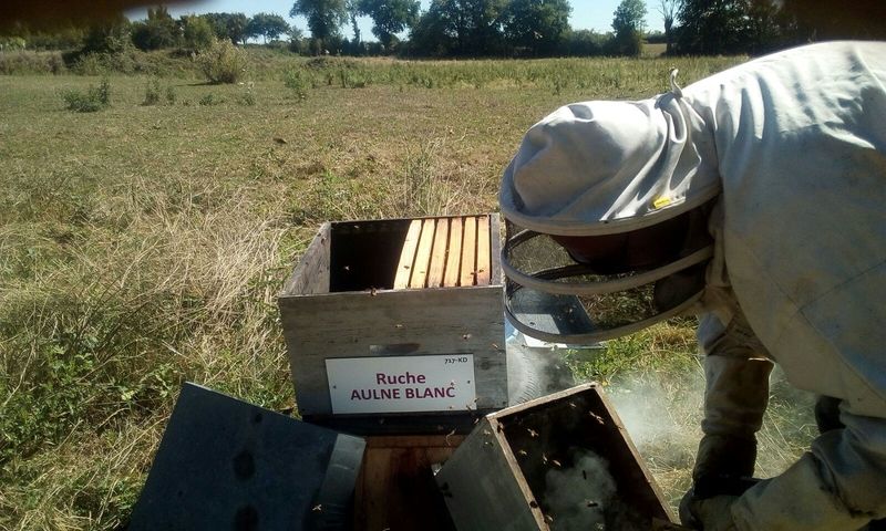 La ruche Aulne blanc