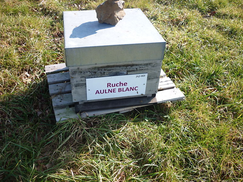 La ruche Aulne blanc