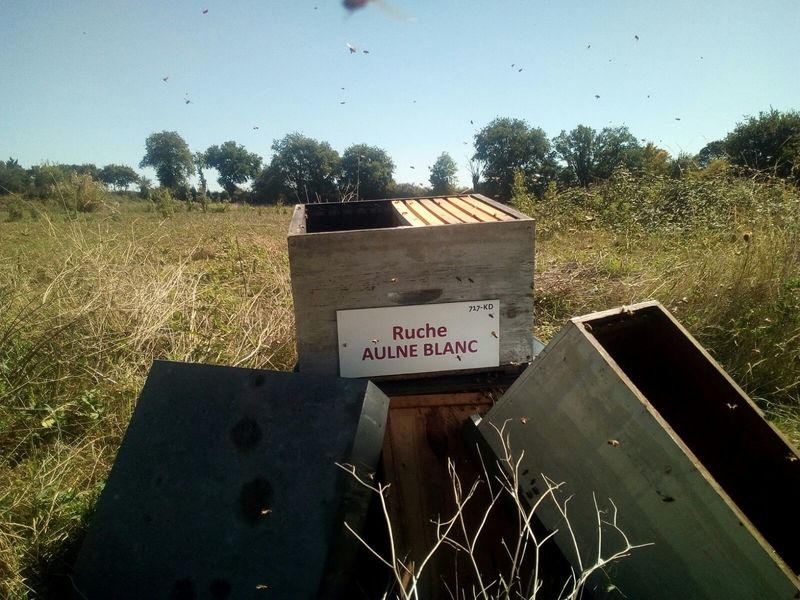 La ruche Aulne blanc