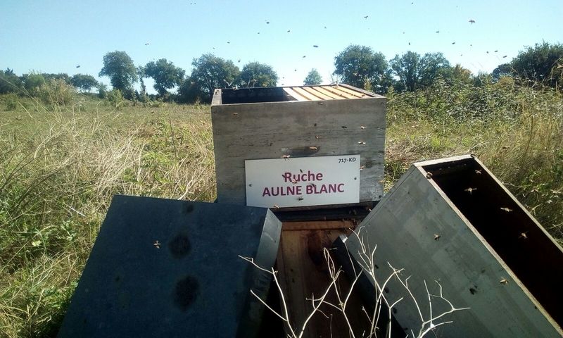 La ruche Aulne blanc