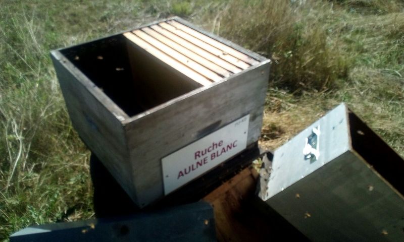 La ruche Aulne blanc