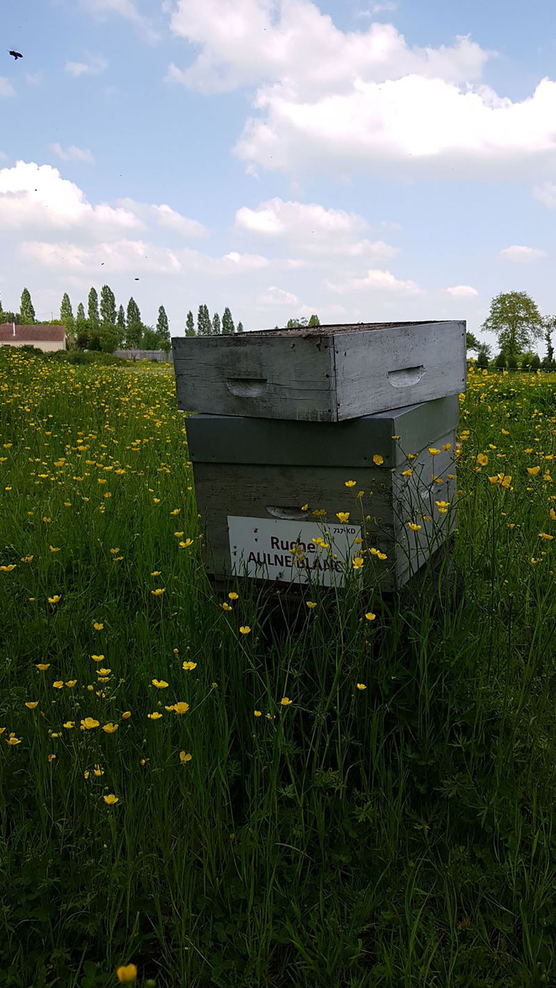 La ruche Aulne blanc