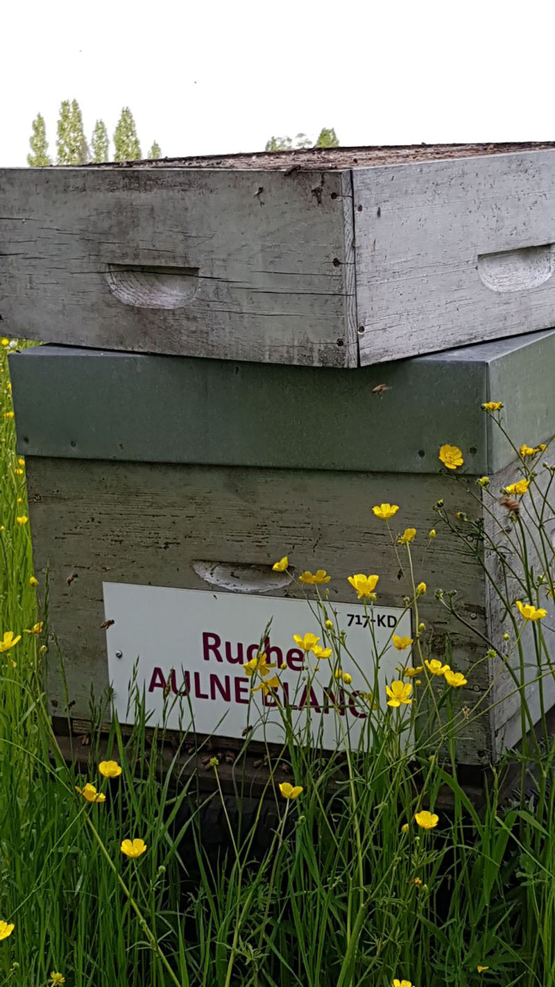 La ruche Aulne blanc
