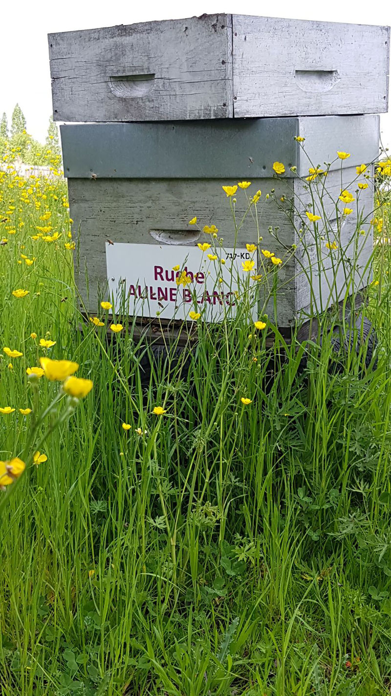 La ruche Aulne blanc