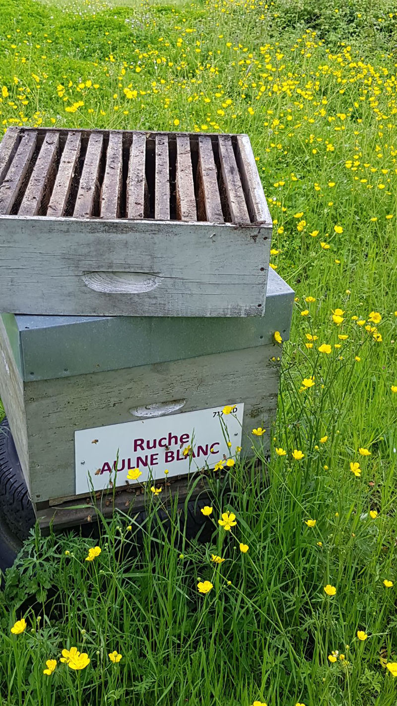 La ruche Aulne blanc