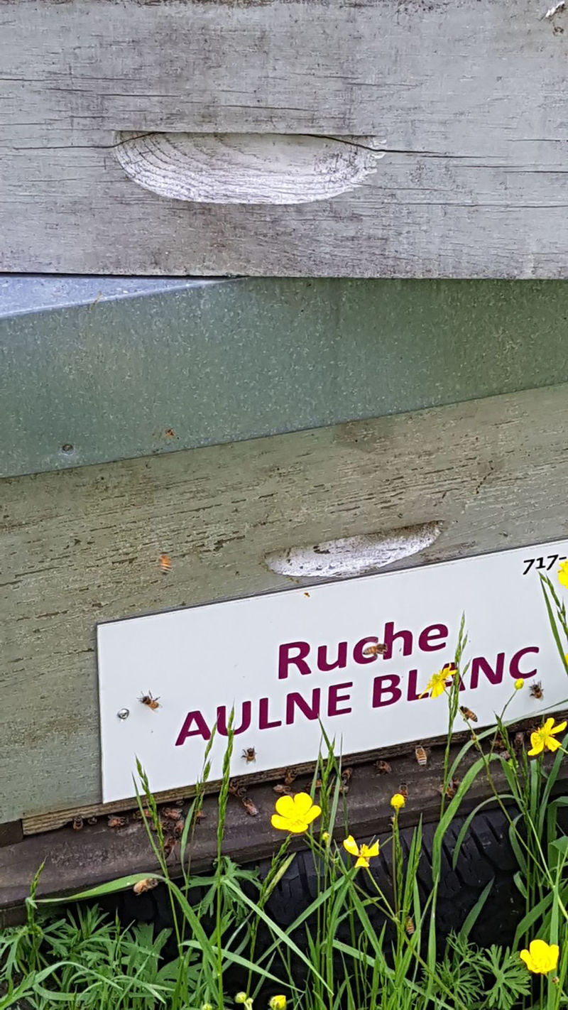 La ruche Aulne blanc