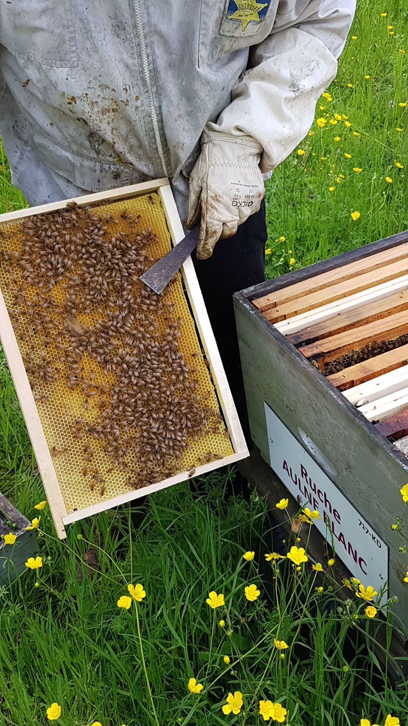 La ruche Aulne blanc