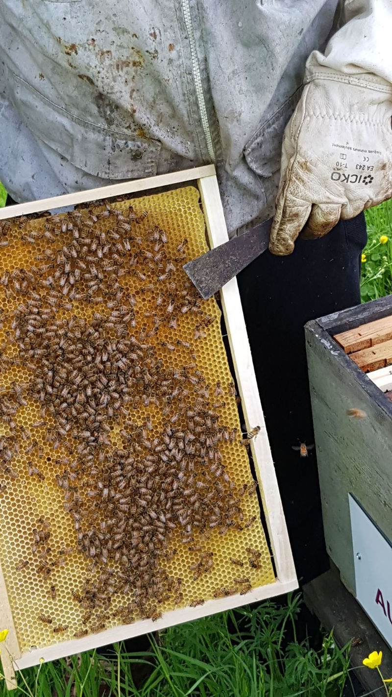 La ruche Aulne blanc