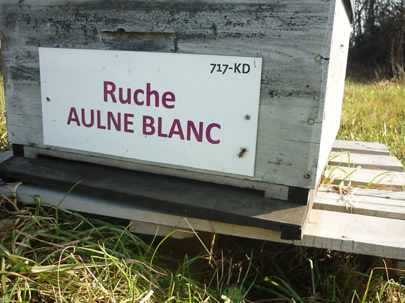 La ruche Aulne blanc