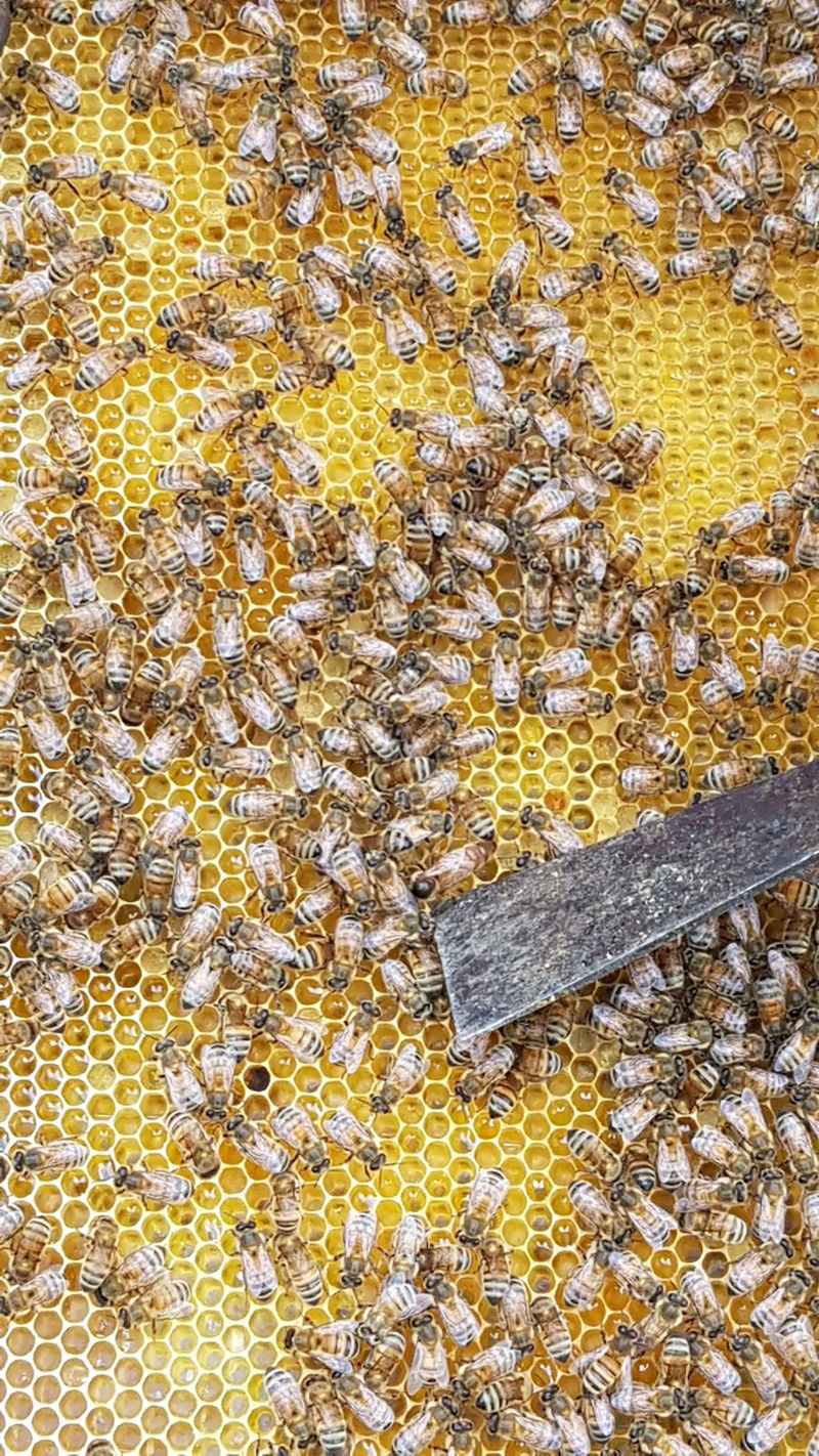 La ruche Aulne blanc