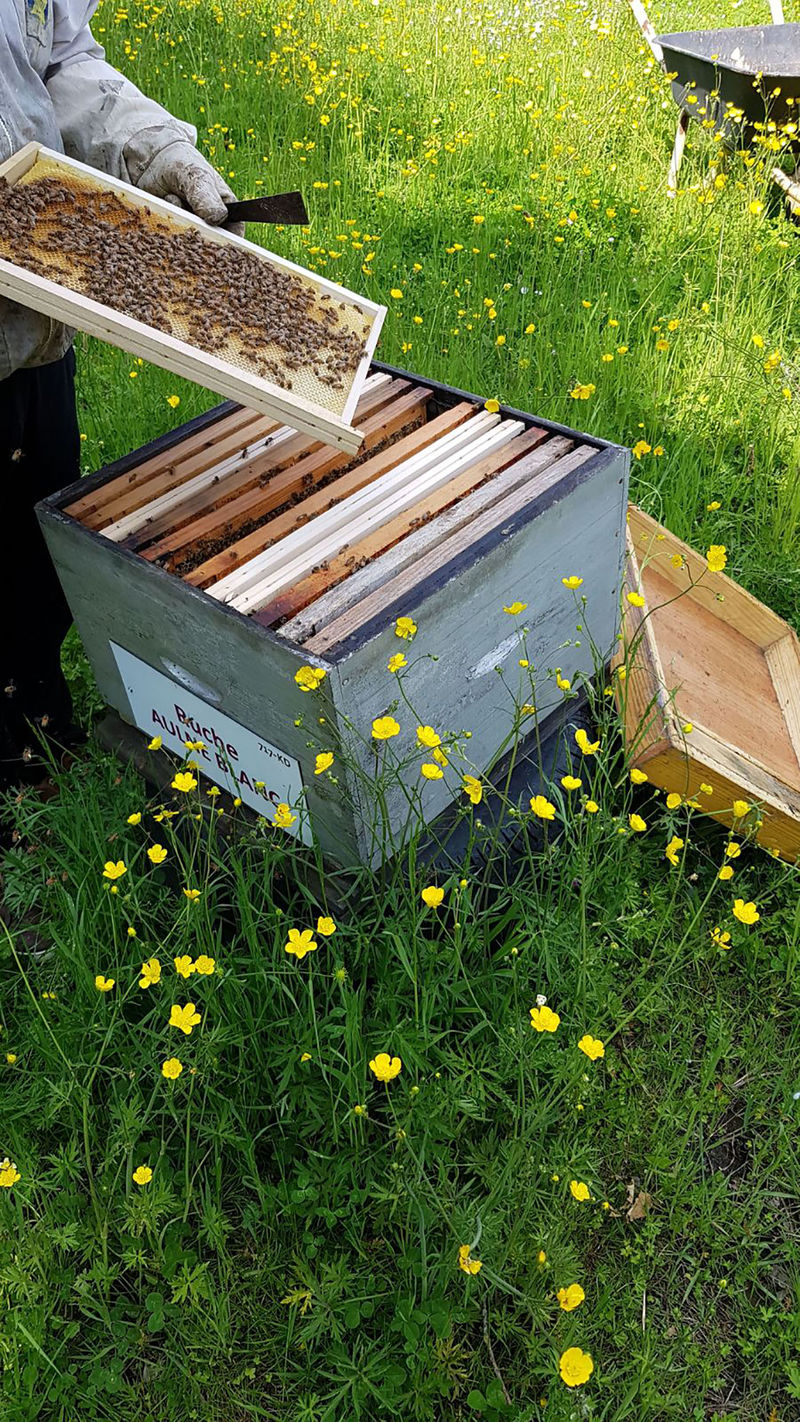 La ruche Aulne blanc