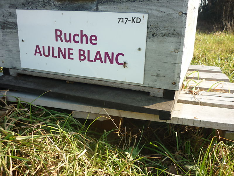 La ruche Aulne blanc
