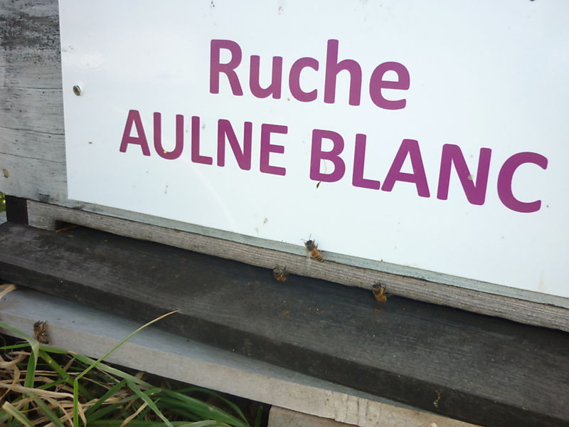 La ruche Aulne blanc