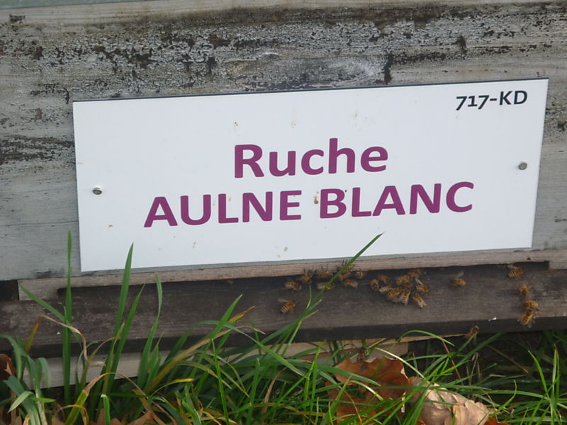 La ruche Aulne blanc
