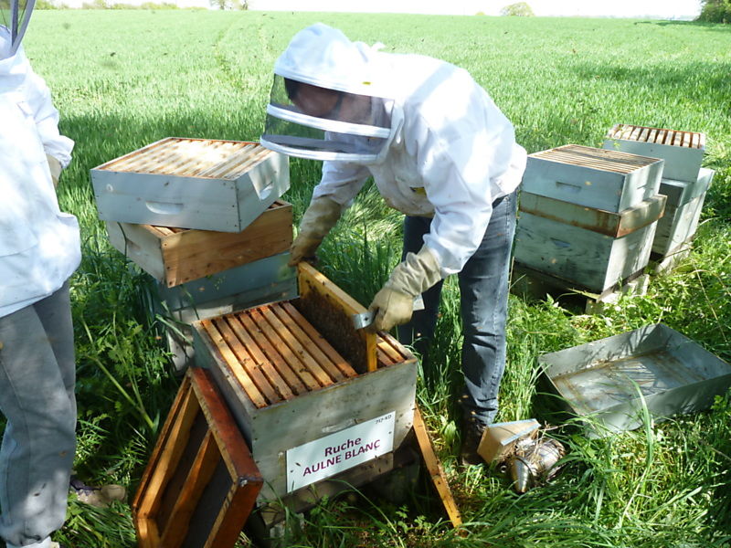 La ruche Aulne blanc