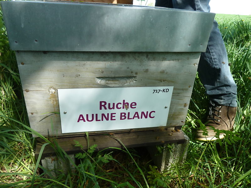La ruche Aulne blanc