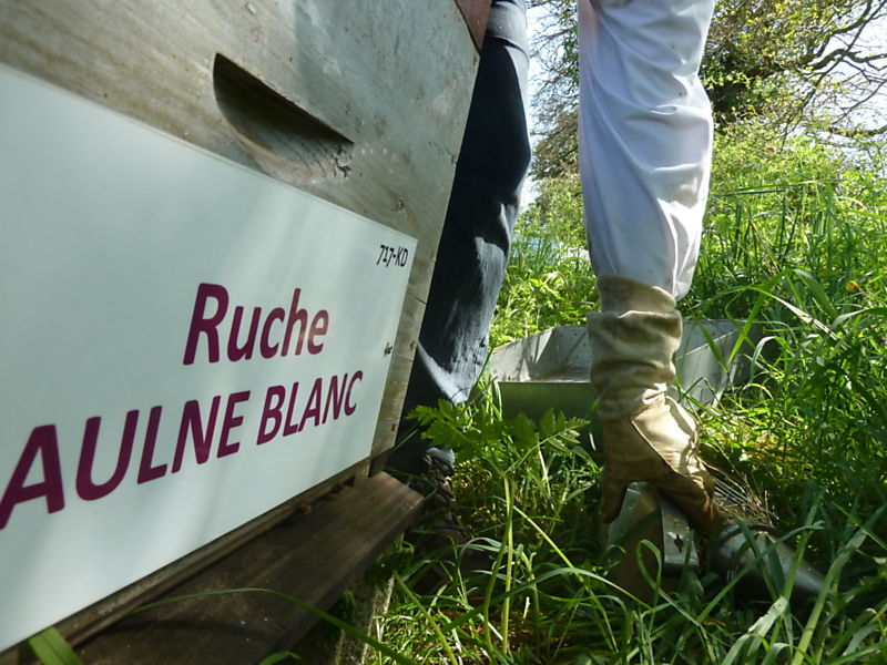 La ruche Aulne blanc