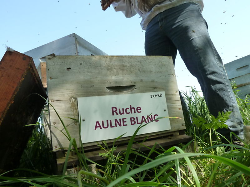 La ruche Aulne blanc