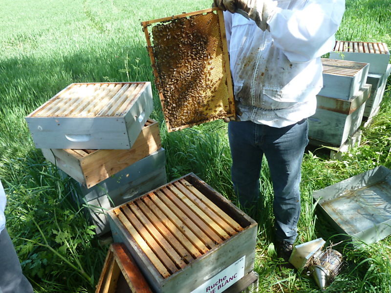 La ruche Aulne blanc