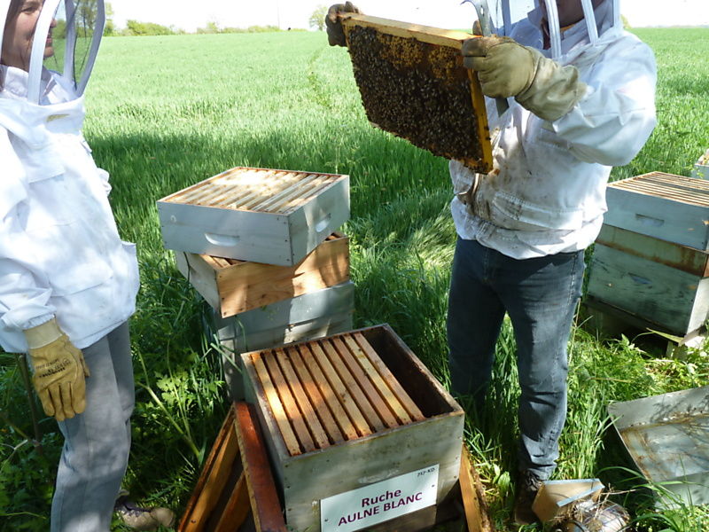 La ruche Aulne blanc