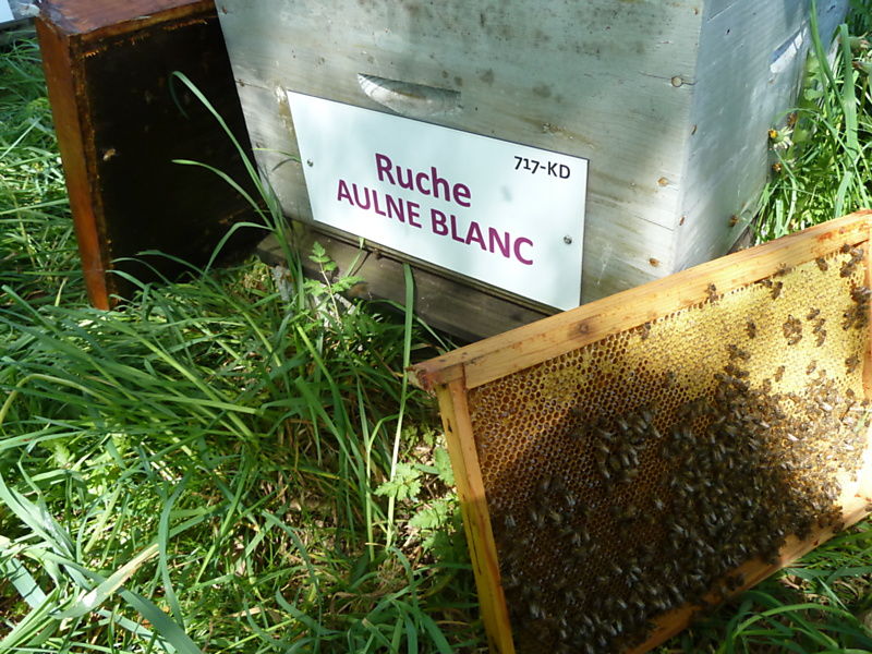 La ruche Aulne blanc