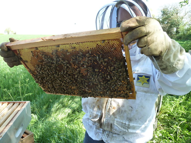 La ruche Aulne blanc