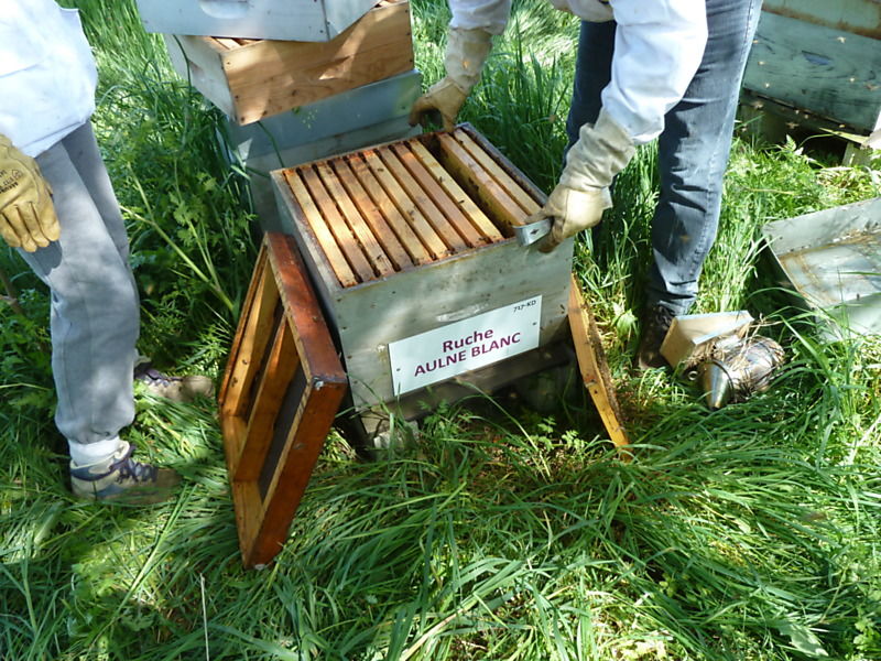 La ruche Aulne blanc