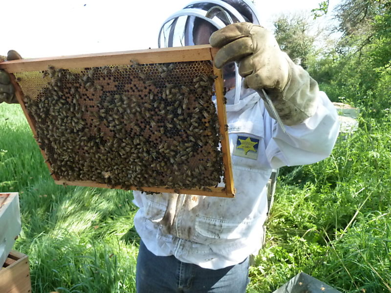 La ruche Aulne blanc