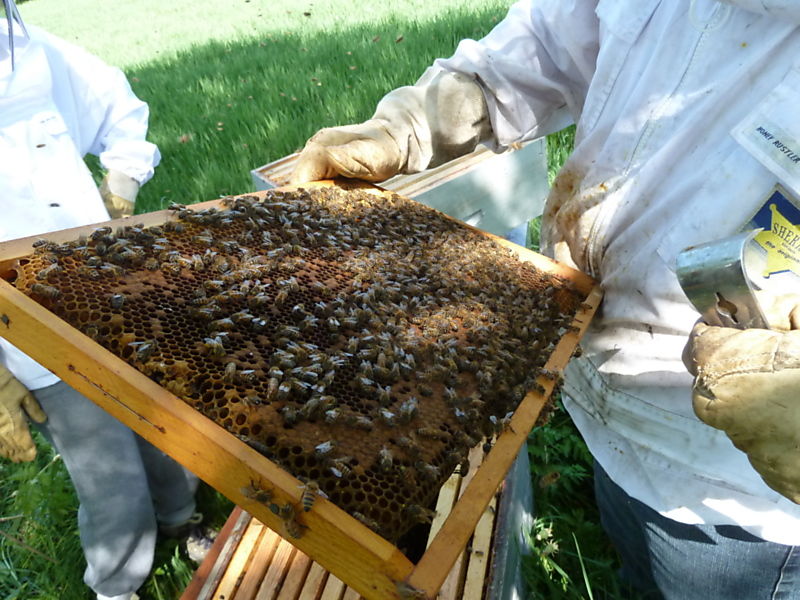 La ruche Aulne blanc