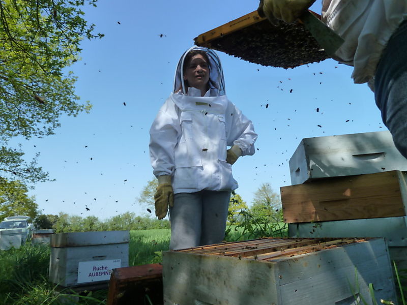 La ruche Aulne blanc