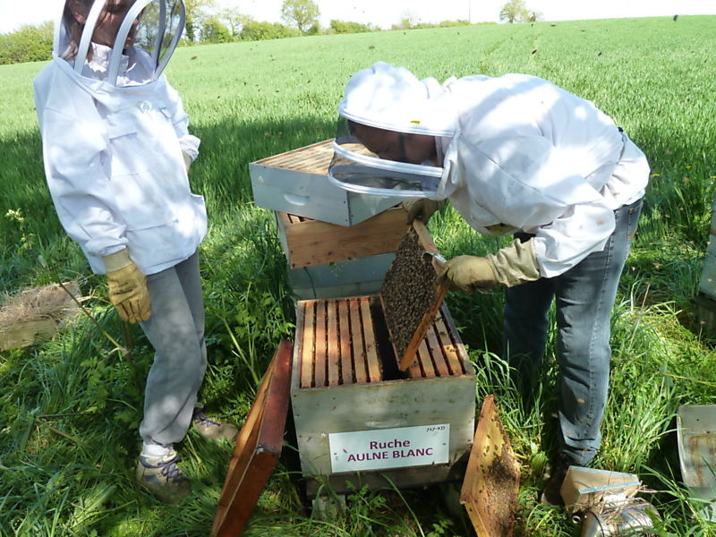 La ruche Aulne blanc