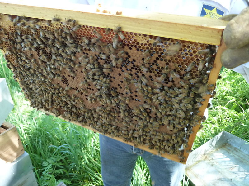 La ruche Aulne blanc